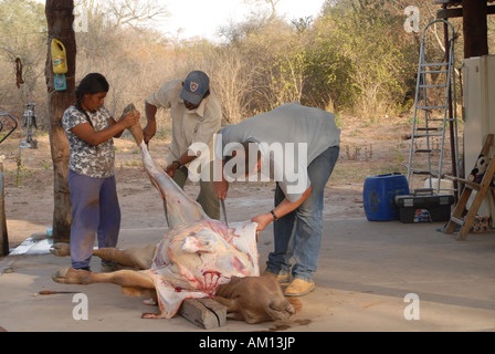 Tradizionale di macellazione dei bovini in Paraguay Foto Stock