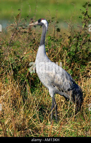 Gru comune (grus grus) - Vorpommersche Boddenlandschaft, Meclemburgo-Pomerania Occidentale, Germania, Europa Foto Stock