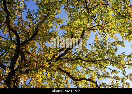 Old english - Quercia farnia - le foglie in autunno colori - foglie colorate Foto Stock