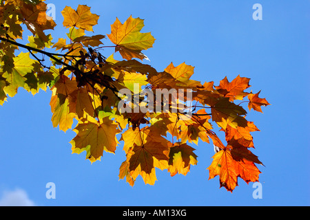 Norvegia acero - le foglie in autunno colori - foglie colorate (Acer platanoides) Foto Stock