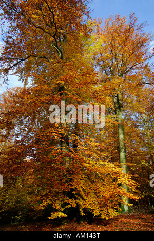 Beechs comune - europeo il faggio - beech grove - le foglie in autunno colori - foglie colorate (Fagus sylvatica) Foto Stock