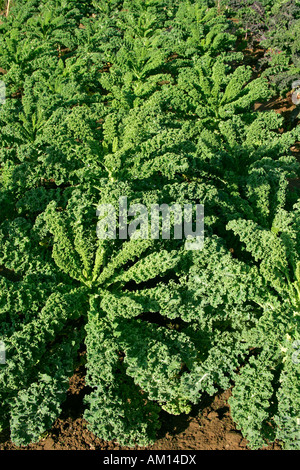 Cavolo verde - borecole - cavolo - vegetale (Brassica oleracea var. sabellica) Foto Stock