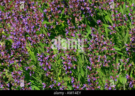 Comune di salvia (Salvia officinalis) Foto Stock