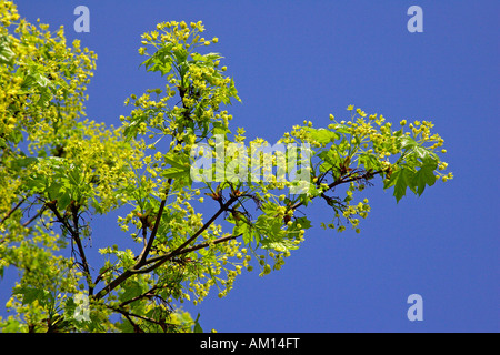 Norvegia acero - le foglie e i fiori in primavera (Acer platanoides) Foto Stock