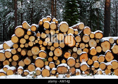 Coperta di neve pila di legno - pino silvestre - legno di pino silvestre - legno tenero - legno di conifere (Pinus sylvestris) Foto Stock