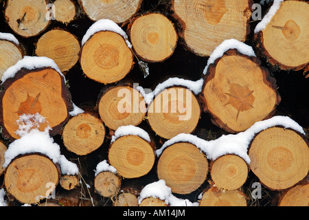 Coperta di neve pila di legno - pino silvestre - legno di pino silvestre - legno tenero - legno di conifere (Pinus sylvestris) Foto Stock