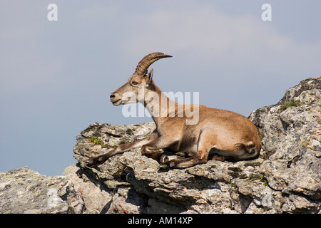 Stambecco delle Alpi (Capra ibex), seduta su una roccia, Berner Oberland, Svizzera Foto Stock