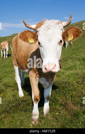 Mucca in un prato, Niederhorn, Oberland bernese, Svizzera Foto Stock
