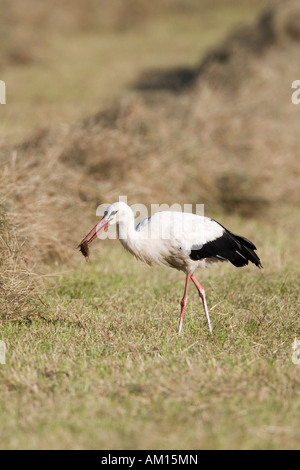 White storch (Ciconia ciconia) su un fresco prato falciato con il mouse nella sua bill, Germania Foto Stock