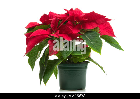 Poinsettia un k di un fiore di Natale isolato su uno sfondo bianco Foto Stock