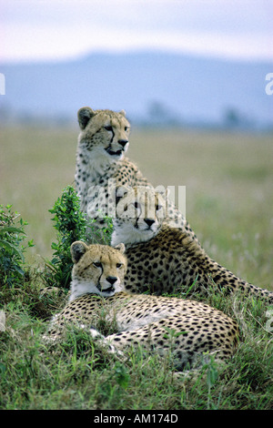 Tre maschi adulti probabilmente ghepardo fratelli o sorelle Foto Stock