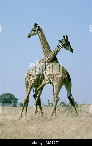 Masai Giraffe combattimenti o restringimento Foto Stock