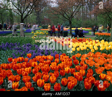 Holland, Keukenhof giardini di fiori, vicino a Lisse Foto Stock