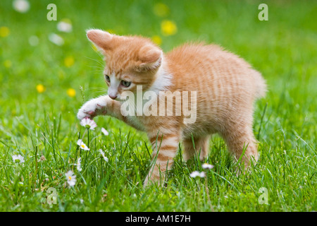 European Shorthair gatto in un prato fiorito Foto Stock