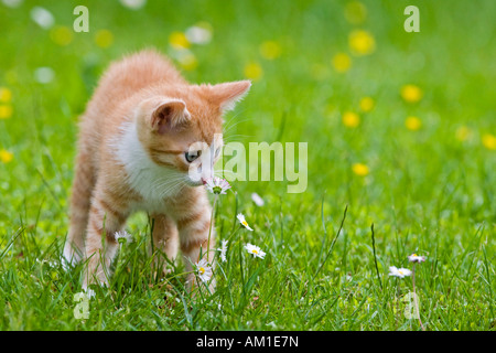 European Shorthair gatto in un prato fiorito Foto Stock