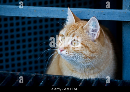 European Shorthair cat Foto Stock