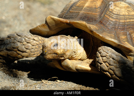 Un ritratto della tartaruga (Geochelone sulcata) Foto Stock