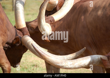 Ankole bovini che istituisce una posizione dominante all'interno della mandria Foto Stock