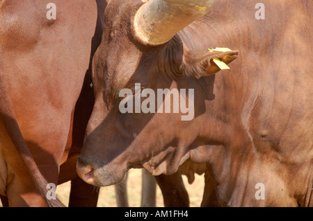 Bovini Ankole Foto Stock