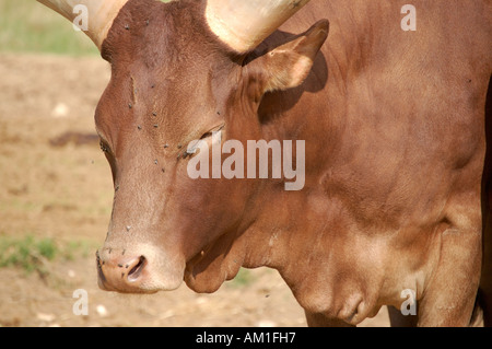 Ankole bovini tempestato da mosche in un giorno caldo Foto Stock