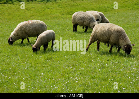 Pecore, dyke, Mare del Nord Frisia orientale, Bassa Sassonia, Germania Foto Stock