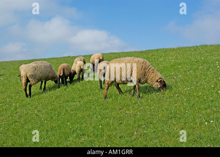 Pecore, dyke, Mare del Nord Frisia orientale, Bassa Sassonia, Germania Foto Stock