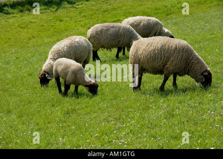 Pecore, dyke, Mare del Nord Frisia orientale, Bassa Sassonia, Germania Foto Stock