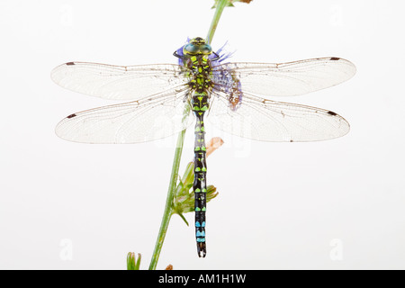 Southern hawker (Aeshna cyanea) Foto Stock