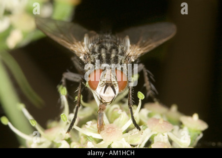 Grigio marmo carne fly (Sarcophaga carnaria) Foto Stock