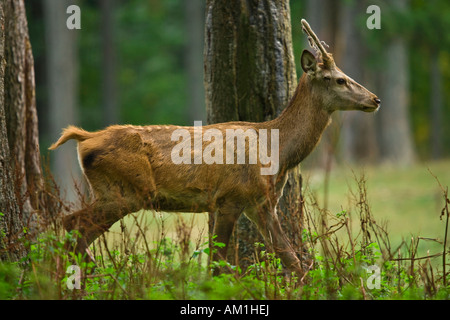 Doe Foto Stock