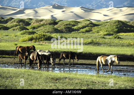 I cavalli in un fiume di fronte a dune nel deserto dei Gobi Khongoryn Els Gurvan Saikhan Parco nazionale della Mongolia Foto Stock