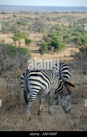Due pianure zebre (Equus quagga, precedentemente Equus burchelli) nella savana e Parco Nazionale di Tarangire e Tanzania Foto Stock