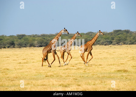 Tre le giraffe (Giraffa camelopardalis) al galoppo attraverso la savana Lake Manyara National Park in Tanzania Foto Stock