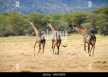 Tre le giraffe (Giraffa camelopardalis) al galoppo attraverso la savana Lake Manyara National Park in Tanzania Foto Stock