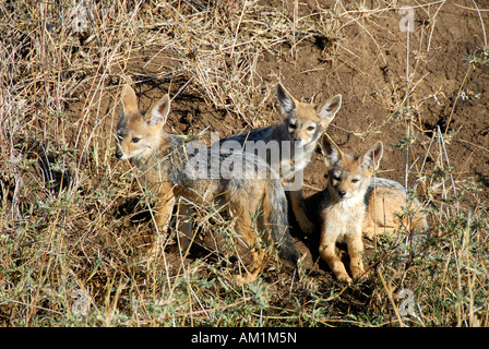 Tre giovani Black-backed sciacalli (Canis mesomelas) Serengeti National Park in Tanzania Foto Stock