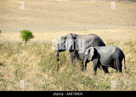 Elefante africano (Loxodonta africana) e i suoi giovani nella savana Serengeti National Park in Tanzania Foto Stock