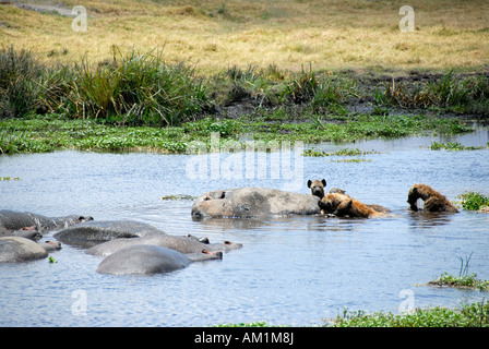 Avvistato iene (Crocuta crocuta) alimentazione sulle morti Ippona (Hippopotamus amphibius) nell'acqua del cratere di Ngorongoro Tanzania Foto Stock