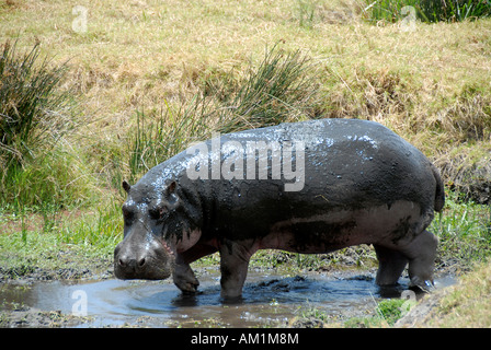 Ippona (Hippopotamus amphibius) sbanda attraverso acque poco profonde del cratere di Ngorongoro Tanzania Foto Stock