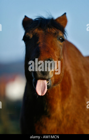 Andalusa di dover praticare la lingua fuori Foto Stock