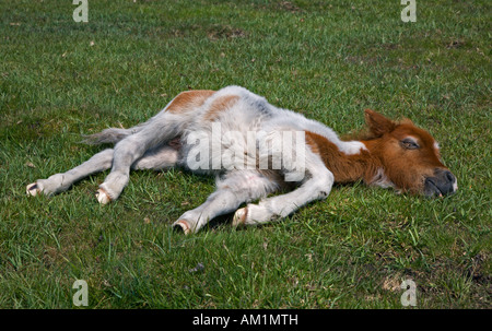 Pony Shetland puledro giacente su erba, New Forest, Hampshire, Inghilterra. Foto Stock