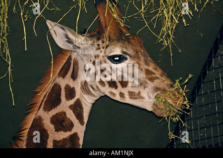 Giovani Giraffe (giraffa camelopardalis) Foto Stock