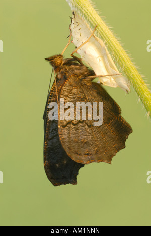 Peacock (Inachis io, Nymphalis io). Emerse farfalla posata su vuoto pupa caso mentre asciugando le sue ali Foto Stock