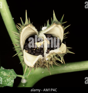 Close up di Thorn seedhead Apple aprirà mostrando i semi all'interno Foto Stock