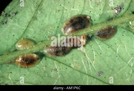 La fotomicrografia di soft scala marrone insetti Coccus hesperidus sulla foglia di agrumi lato inferiore Foto Stock