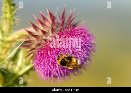 Musk thistle o annuire thistle (Carduus nutans), il fiore dell'anno 2008 - Germania, Europa Foto Stock