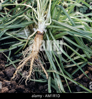 In prossimità della radice di sollevato Salsefrica impianto Tragopogon porrifolius Foto Stock