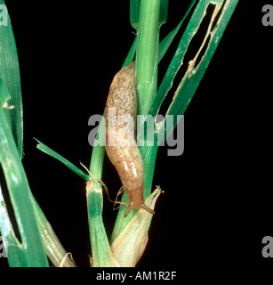 Campo grigio Slug Deroceras reticulatum sul danneggiato pianticella di grano Foto Stock