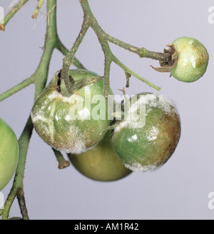 Late blight Phytophthora infestans su i frutti di pomodoro con sviluppo di micelio Foto Stock