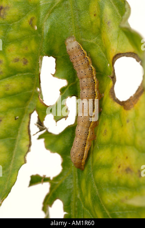 Il pomodoro Moth Lacanobia oleracea caterpillar sulla pianta di pomodoro Foto Stock