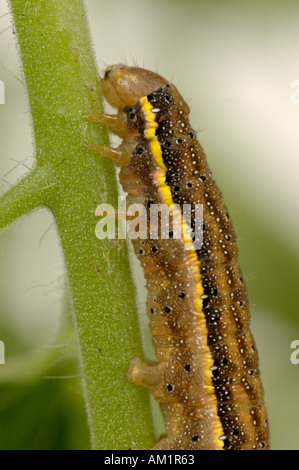Il pomodoro Moth Lacanobia oleracea caterpillar sulla pianta di pomodoro Foto Stock